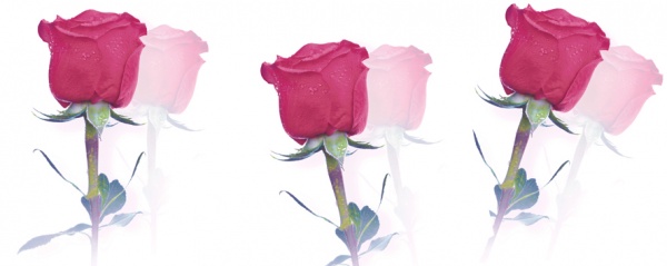 CERROL коллекция .РАСПРОДАЖА CERROL элемент Centro Rosarium