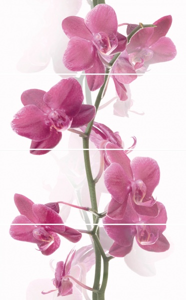 CERROL коллекция .РАСПРОДАЖА CERROL элемент Orchis